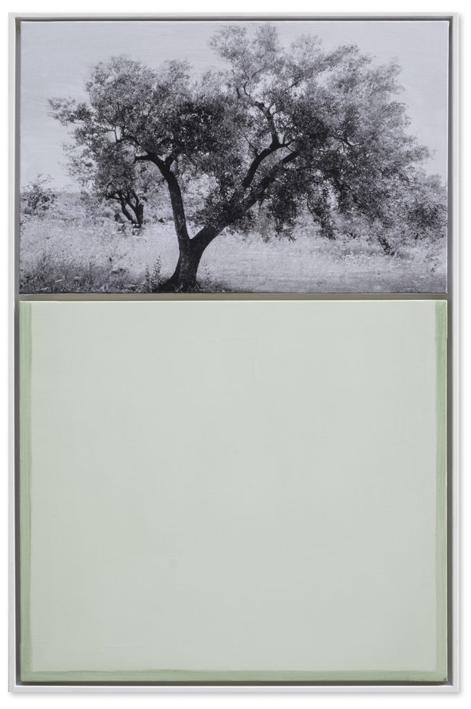 Albero di Olivo